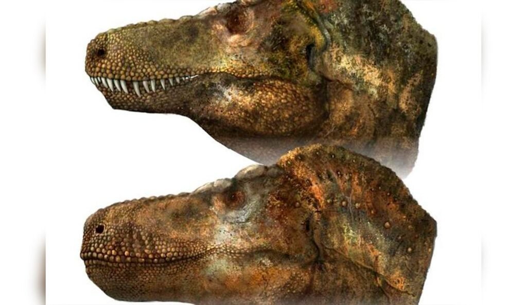 Afirman que el Tiranosaurio rex tenía labios y no se le veían los dientes