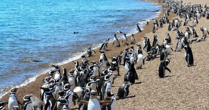 Condenan a tres años en suspenso al empresario que destruyó nidos de pingüinos en Punta Tombo