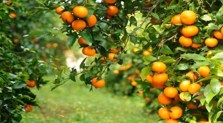 Científicos del Conicet desarrollan un biopesticida sustentable contra la enfermedad más destructiva de los cítricos