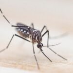 Un estudio con participación de la UNLP revela el origen y expansión global del mosquito del dengue