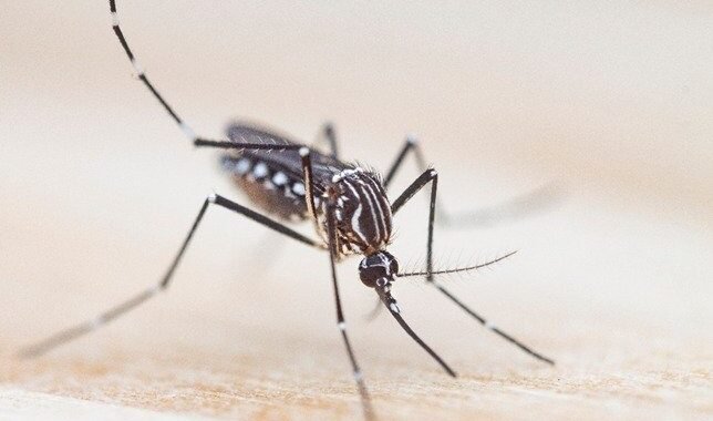 Un estudio con participación de la UNLP revela el origen y expansión global del mosquito del dengue