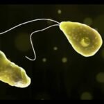 Murió un nene de 10 años en Catamarca por una rara infección causada por la ameba Naegleria fowleri